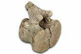 Hadrosaur (Edmontosaurus) Caudal Vertebra - Wyoming #349470-1